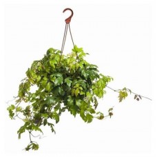 Роициссус Тепличный комбинат в кашпо, d 15 h 25 см (kastd) в магазинах Ашан