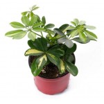 Шеффлера Тепличный комбинат Голд Капелла, d 12 h 20 см (kastd)