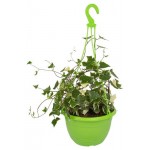 Крестовник Тепличный комбинат в кашпо, d 15 h 25 см (kastd)