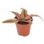 Криптантус Флобас микс, d 5 h 8 см (kastd)