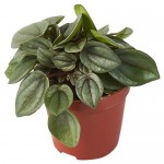 Пеперомия Флобас Бамбино, d 5 h 10 см (kastd)