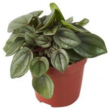 Пеперомия Флобас Бамбино, d 5 h 10 см (kastd) в магазинах Ашан