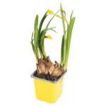 Нарцисс ЕИС Логистик Тет-а-тет, d 9 h 15 см (kastd)