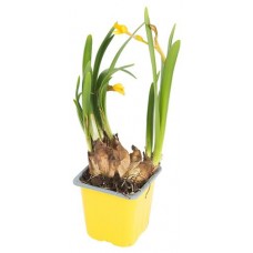 Нарцисс ЕИС Логистик Тет-а-тет, d 9 h 15 см (kastd) в магазинах Ашан