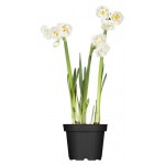 Нарцисс ЕИС Логистик Брайдл краун, d 9 h 15 см (kastd)