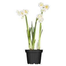 Нарцисс ЕИС Логистик Брайдл краун, d 9 h 15 см (kastd) в магазинах Ашан