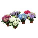 Гортензия Агрокомбинат Московский, d 15 h 35 см (kastd)