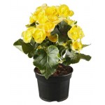 Бегония Агрокомбинат Московский в корзине, d 15 h 20 см (kastd)