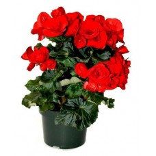 Бегония Агрокомбинат Московский в корзине, d 15 h 20 см (kastd) в магазинах Ашан