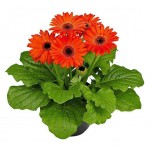 Гербера Агрокомбинат Московский, d 15 h 35 см (kastd)