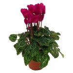 Цикламен Агрокомбинат Московский, d 11 h 25 см (kastd)