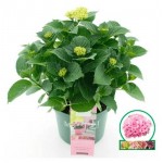 Гортензия Флобас, d 10 h 22 см (kastd)