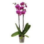 Орхидея Флобас Фаленопсис 2 ветки, d 6 h 20 см (kastd)