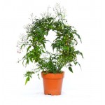 Жасмин Флобас Полиантум, d 11 h 30 см (kastd)