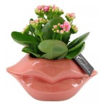 Каланхоэ Флобас, d 18 h 20 см (kastd)