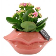 Каланхоэ Флобас, d 18 h 20 см (kastd) в магазинах Ашан