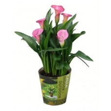 Зантедеския Флобас микс, d 12 h 40 см (kastd) в магазинах Ашан