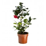 Камелия Флобас, d 13 h 20 см (kastd)