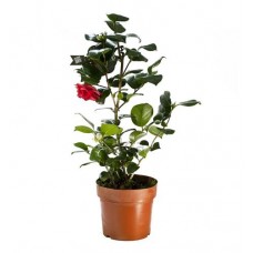 Камелия Флобас, d 13 h 20 см (kastd) в магазинах Ашан