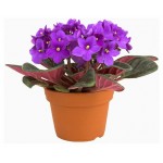 Фиалка ЕИС Логистик микс, d 12 h 20 см (kastd)