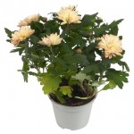 Хризантема ЕИС Логистик махровая, d 12 h 25 см (kastd)