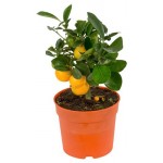 Цитрус микс ЕИС Логистик, d 12 h 30 см (kastd)