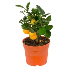 Цитрус микс ЕИС Логистик, d 12 h 30 см (kastd) в магазинах Ашан