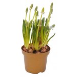 Мускари ЕИС Логистик, d 9 h 10 см (kastd)