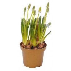 Мускари ЕИС Логистик, d 9 h 10 см (kastd) в магазинах Ашан