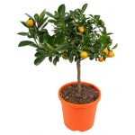 Цитрус Флора групп Каламондин, d 12 h 35 см (kastd)