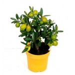 Цитрус Флора групп Лаймкват, d 12 h 35 см (kastd)