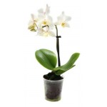 Орхидея Флора групп Фаленопсис мини 1 ствол, d 6 h 15 см (kastd)