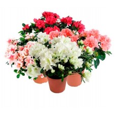 Азалия Флора групп Индика штамбовая, d 12 h 40 см (kastd) в магазинах Ашан