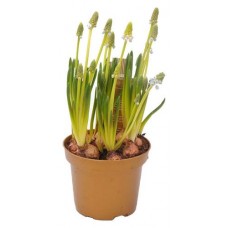 Мускари ЕИС Логистик, d 5 h 10 см (kastd) в магазинах Ашан