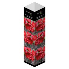 Саженцы Флора групп Айва превосходная Кримсон энд Голд C1, 1 шт (kastd) в магазинах Ашан