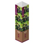 Саженцы Флора групп Ежевика Агавам C1, 1 шт (kastd)