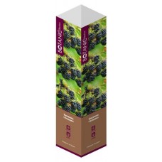 Саженцы Флора групп Ежевика Агавам C1, 1 шт (kastd) в магазинах Ашан