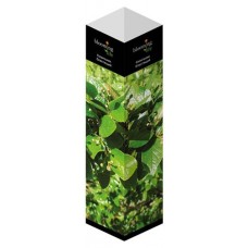 Саженцы Флора групп Кизильник блестящий C1, 1 шт (kastd) в магазинах Ашан