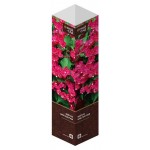 Саженцы Флора групп Вейгела  Бристол Руби C1, 1 шт (kastd)