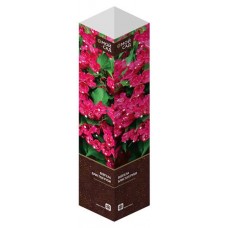 Саженцы Флора групп Вейгела Бристол Руби C1, 1 шт (kastd) в магазинах Ашан