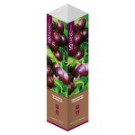 Саженцы Флора групп Крыжовник Сливовый C1, 1 шт (kastd) Саженцы Флора групп Крыжовник Сливовый C1, 1 шт (kastd)