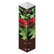 Саженцы Флора групп Калина C1, 1 шт (kastd) в магазинах Ашан