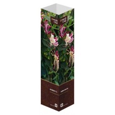 Саженцы Флора групп Жимолость Американ Бьюти C1, 1 шт (kastd) в магазинах Ашан