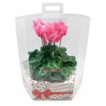 Цикламен Агрокомбинат Московский Премиум, d 15 h 20 см (kastd)