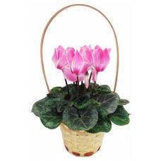 Цикламен Агрокомбинат Московский в корзине, d 15 h 20 см (kastd) в магазинах Ашан