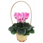 Цикламен Агрокомбинат Московский в корзине, d 15 h 20 см (kastd)