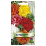 Семена Бегония Поиск Лето в Петергофе (kastd)