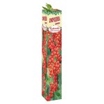 Саженцы Смородина красная (kastd)