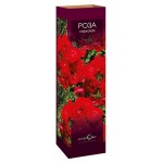 Саженцы Роза парковая (kastd) Саженцы Роза парковая (kastd)