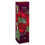 Саженцы Роза бордюрная (kastd) Саженцы Роза бордюрная (kastd)